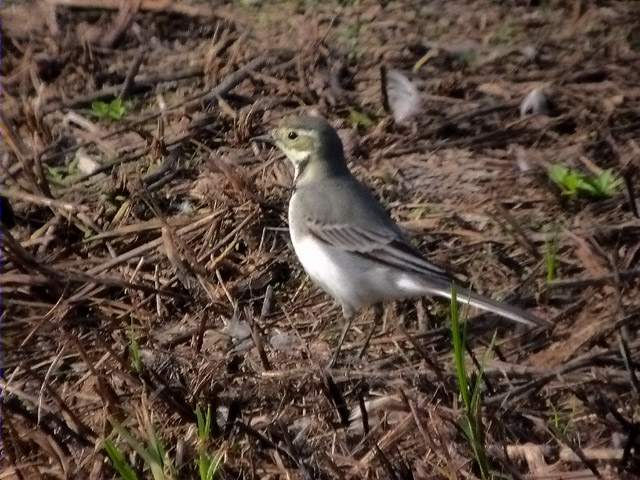 Cuereta blanca. lavandera blanca (Motacilla alba)