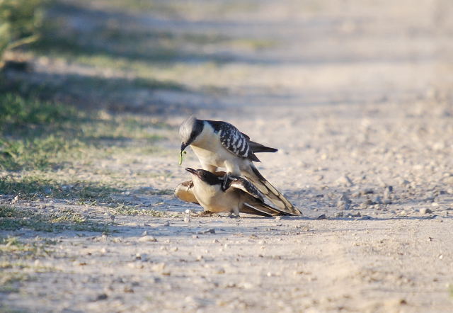 Cucut reial  (Clamator glandarius) 1 de 4