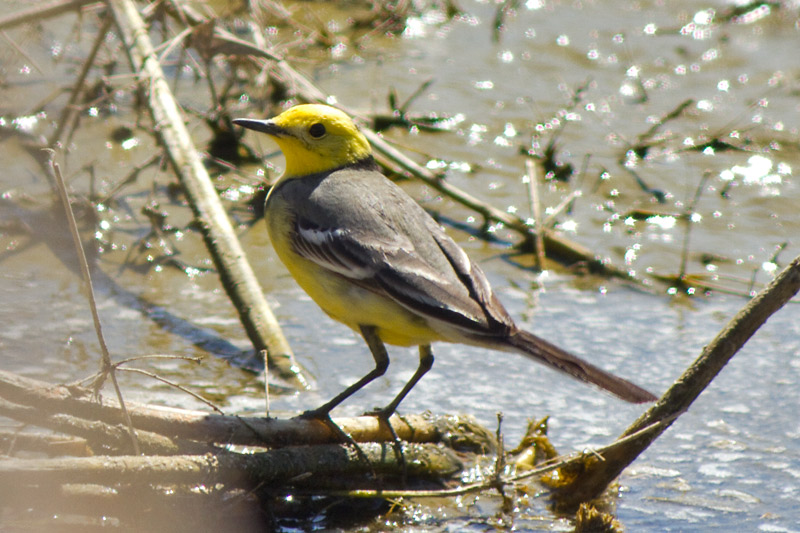 Cuereta citrina (Motacilla citreola)