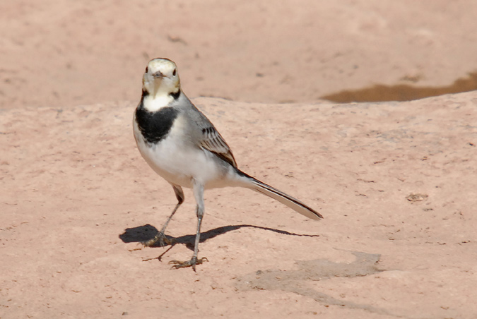 cuereta blanca (Motacilla alba)