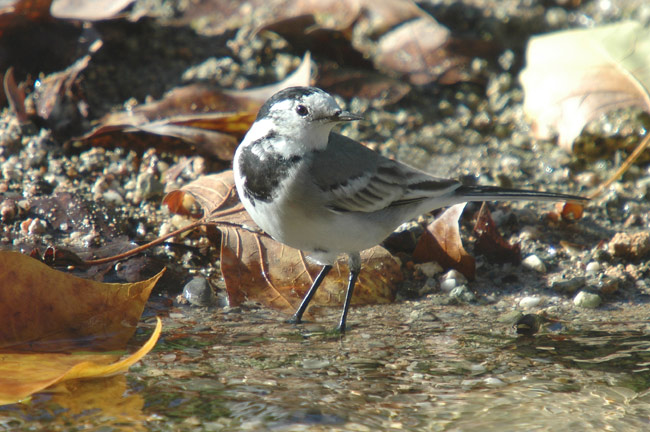 cuereta blanca (Motacilla alba)