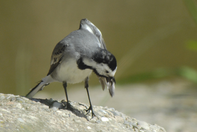 cuereta blanca (Motacilla alba)