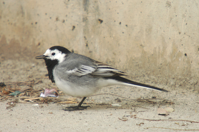 cuereta blanca (motacilla alba)