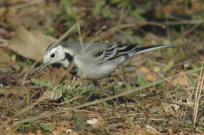 cuereta blanca (Motacilla alba)