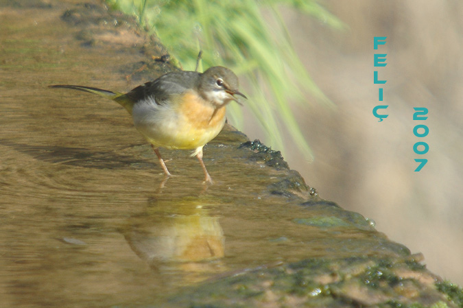 cuereta torrentera (Motacilla cinerea)