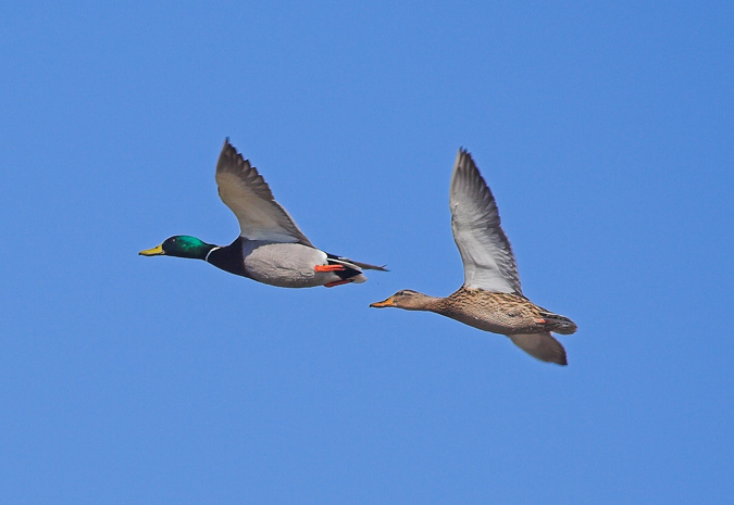 Parelleta volant