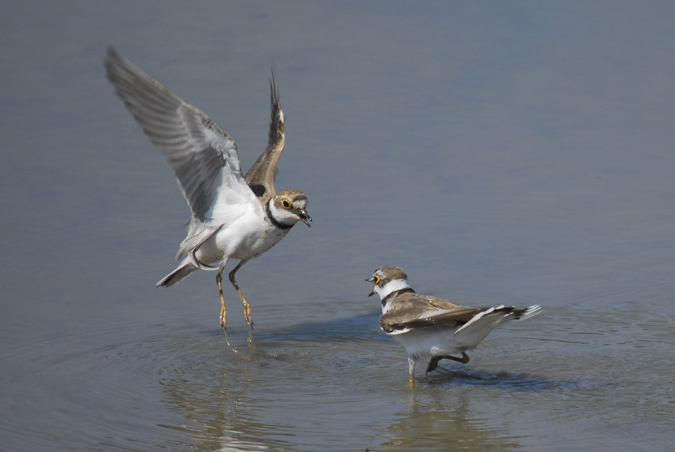 corriol petit (Charadrius dubius)