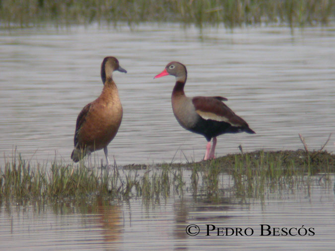 Pato Arboreo