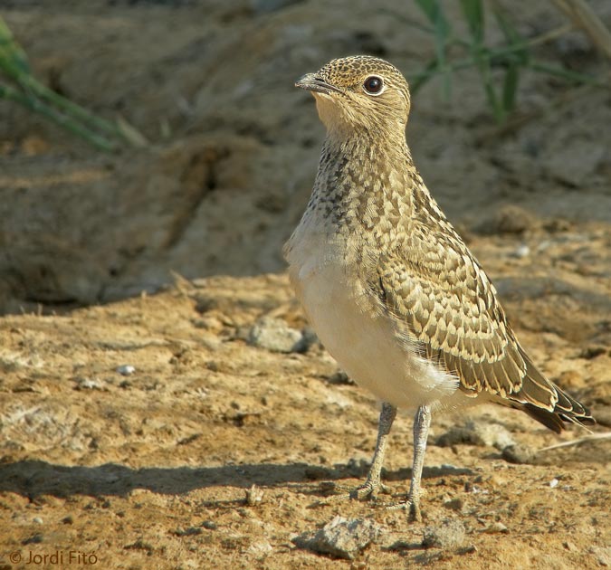 GLAREOLA PRATINCOLA