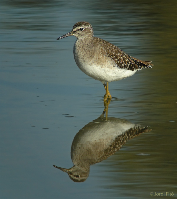 Reflejo de un bastardo