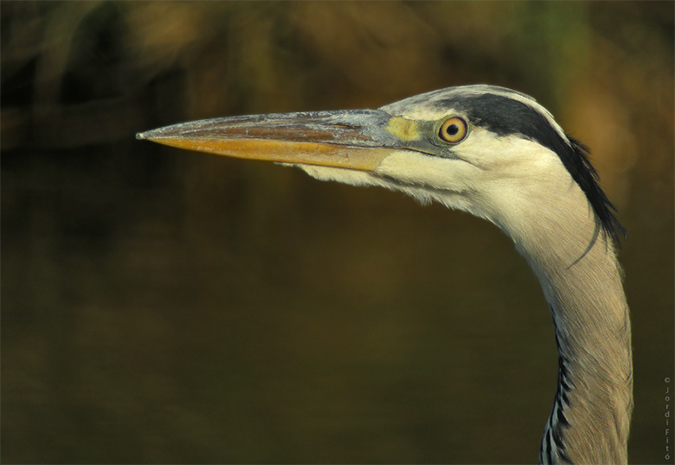 Retrat de Bernat Pescaire