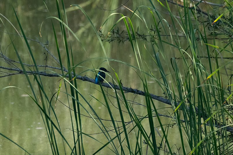 Blauet ( Alcedo atthis )