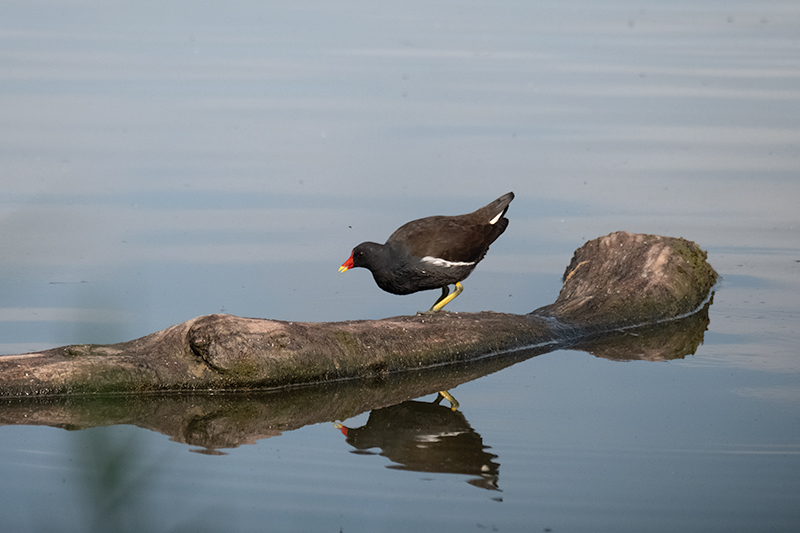 Polla d'aigua (Gallinula chloropus)