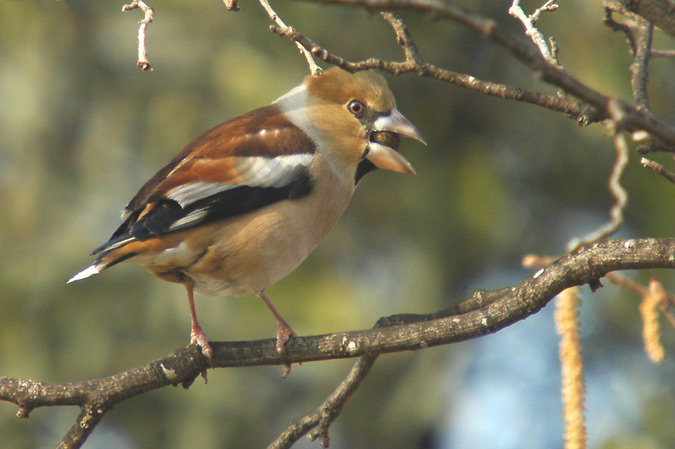 durbec (coccothraustes coccothraustes)