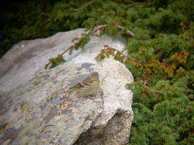 Llucareta, verderón serrano (Serinus citrinella)