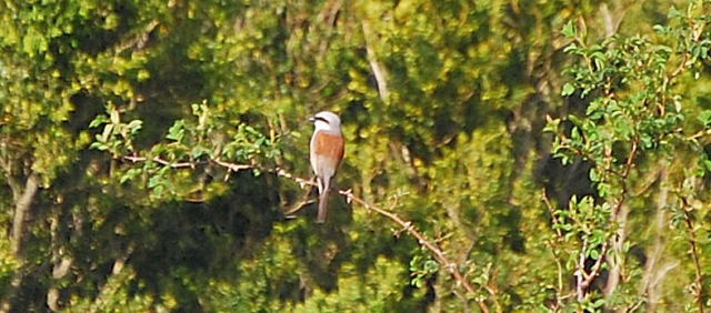 Escorxador (Lanius collurio)