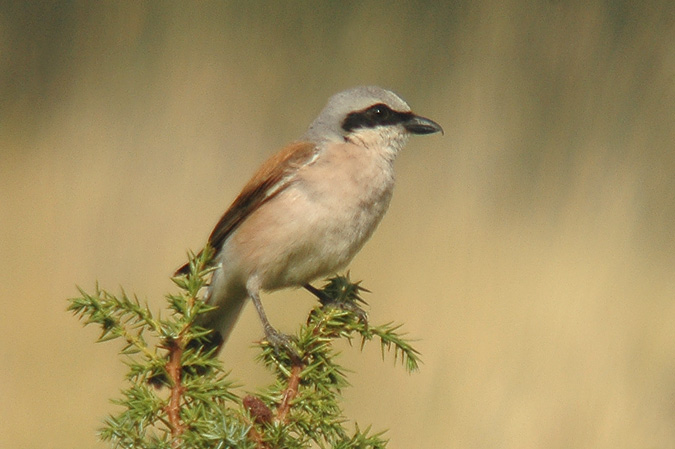 escorxador (lanius collurio)