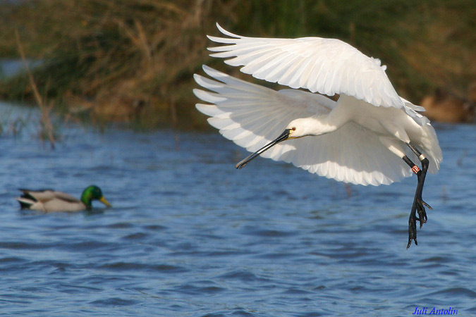 Bec-planer (Platalea leucorodia)