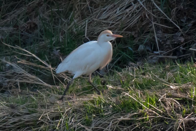 Esplugabous (Bubulcus Ibis)