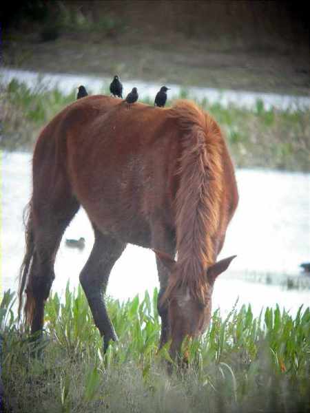 Estornells montant a cavall