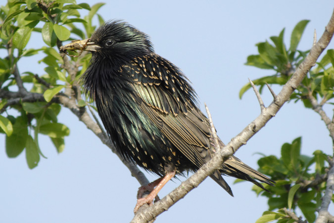 estornell (Sturnus vulgaris)