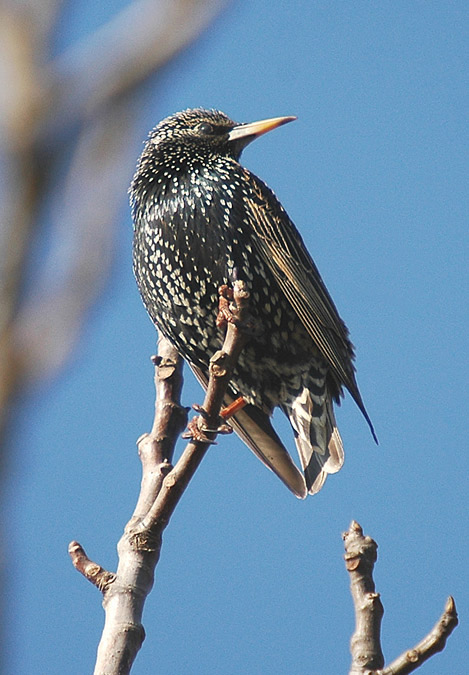 estornell (sturnus vulgaris)