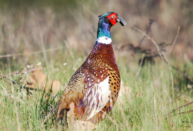 Faisà (Phasianus colchicus)