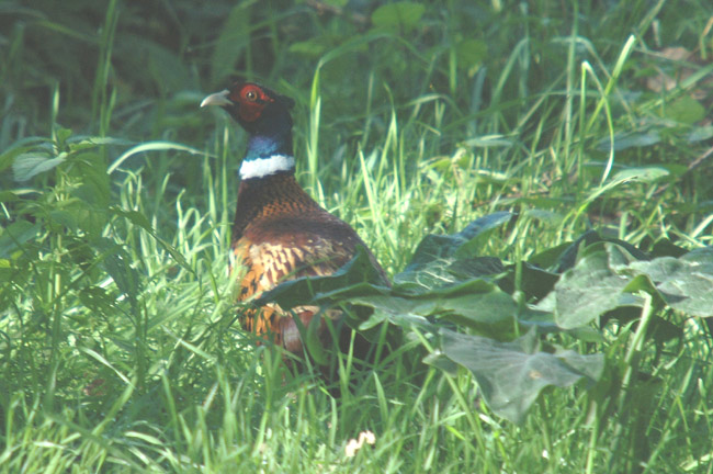 faisá (Phasianus colchicus)