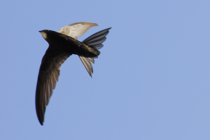 falciot negre (Apus apus) 1 de 2