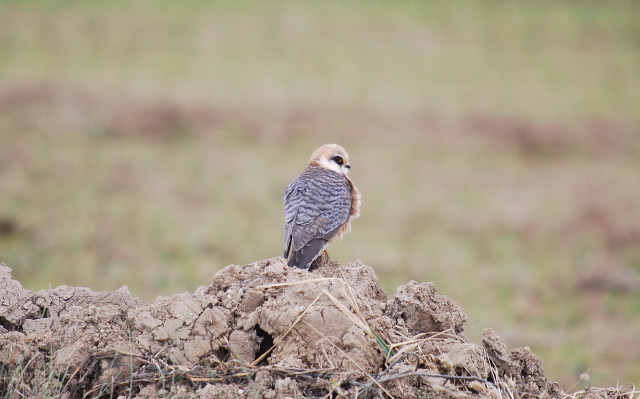 Falcó cama-roig (Falco vespertinus) femella