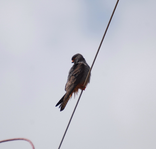 Falcó cama-roig (Falco vespertinus) mascle