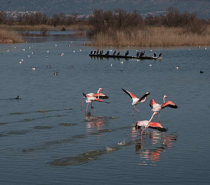 Flamencs arrencant el vol