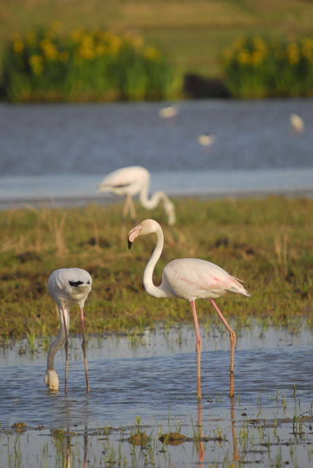 flamencs (Phoenicopterus ruber)