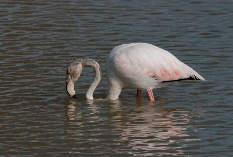 Flamenc (Phoenicopterus ruber)