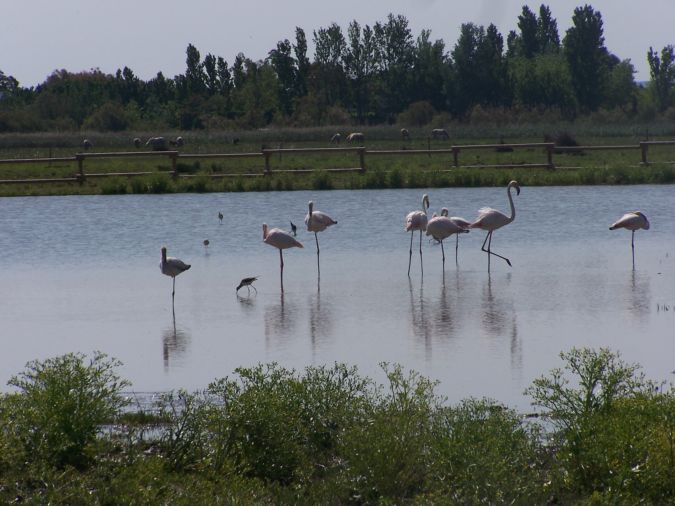 Flamencs