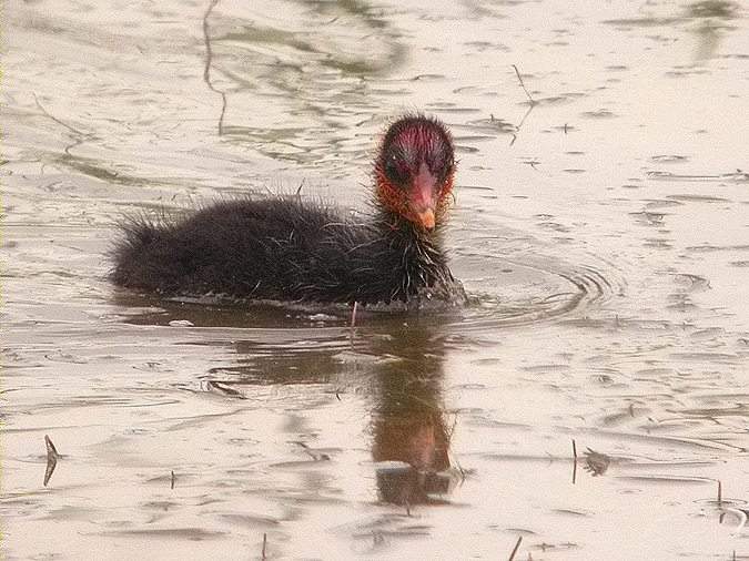 Cria de fotja, focha (Fulica atra)