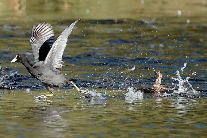 Fotja (Fulica atra)