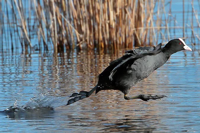 fotja (Fulica atra)