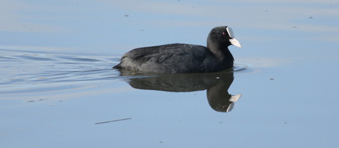 fotja comuna (Fulica atra)