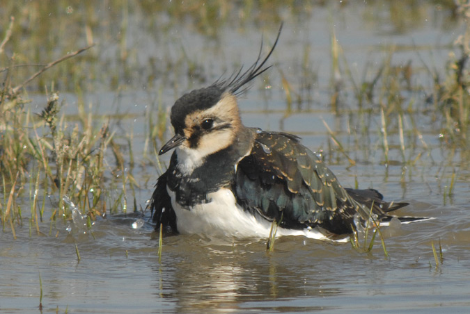 fredaluga (Vanellus vanellus)