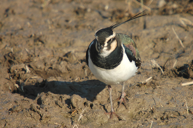 fredaluga (Vanellus vanellus)