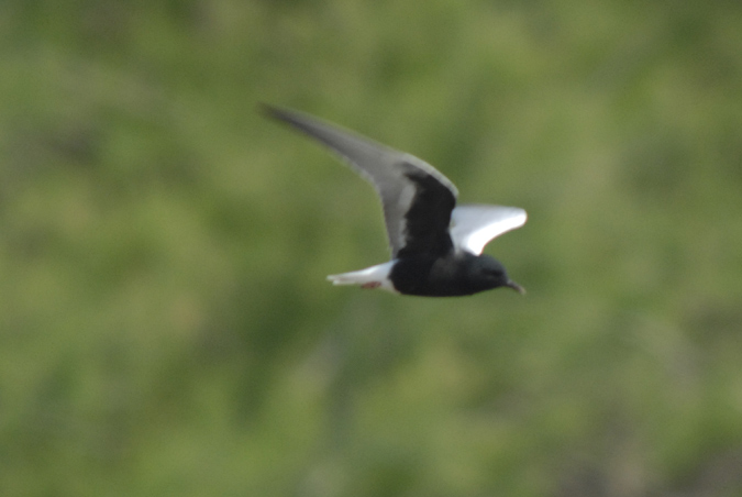 fumarell alablanc (Chlidonias leucopterus)