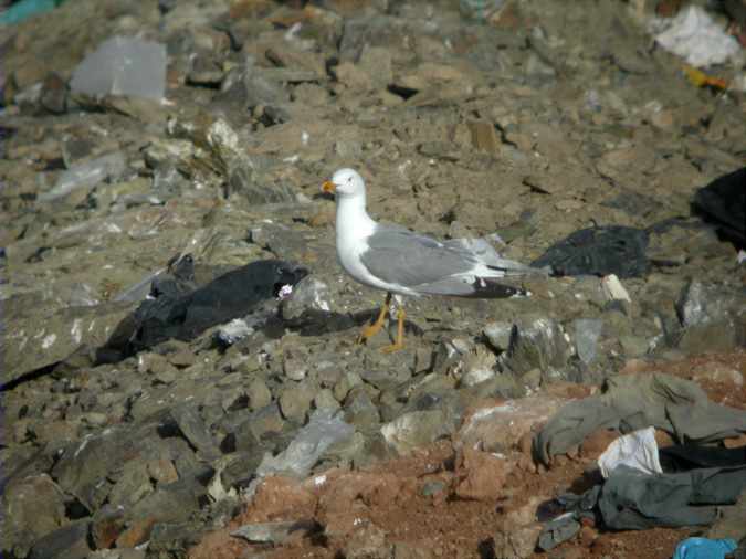 Gavià argentat de potes grogues (Larus michaellis)