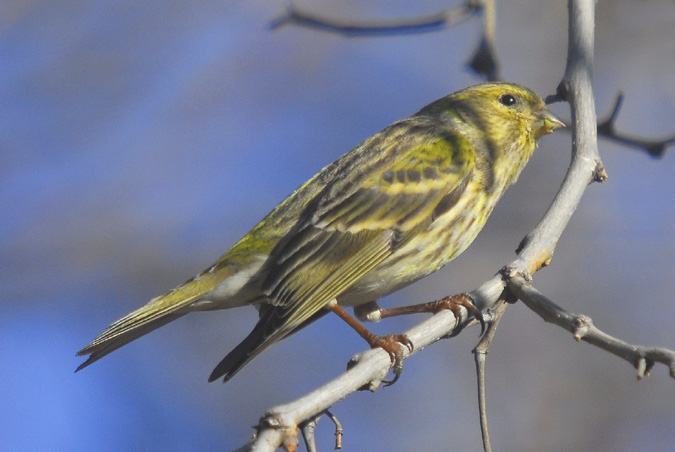 gafarró (Serinus serinus)