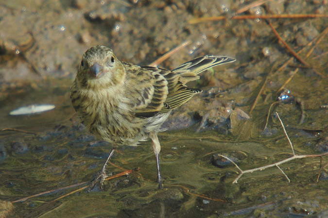 gafarró femella (serinus serinus)