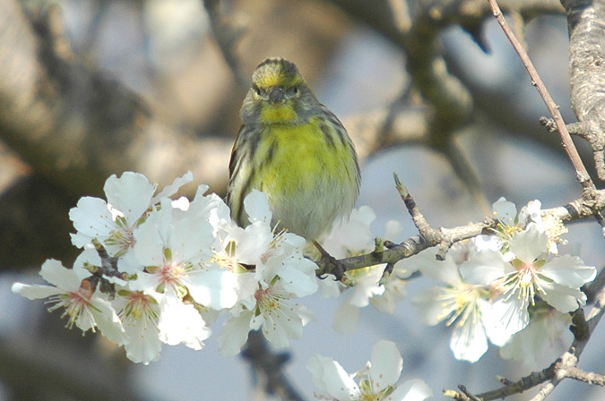 gafarró (serinus serinus), meditant