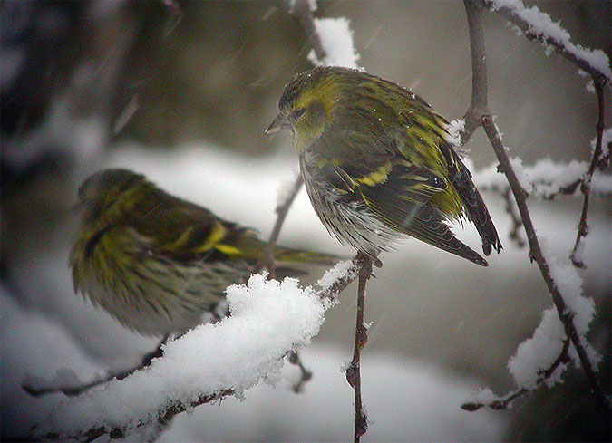 Lluers a la neu