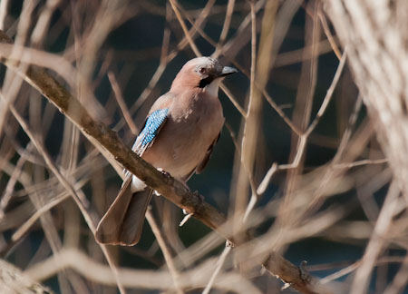 Gaig (garrulus glandarius)