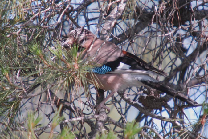 gaig (Garrulus glandarius)