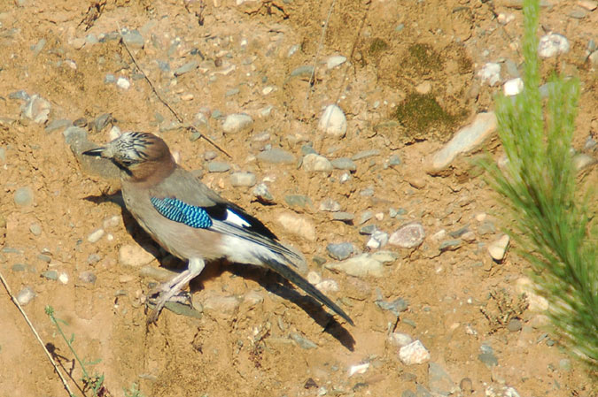 gaig (garrulus glandarius)